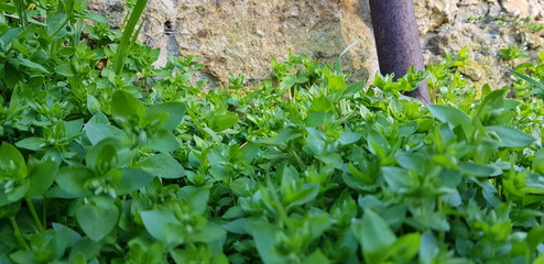 grass in the garden
