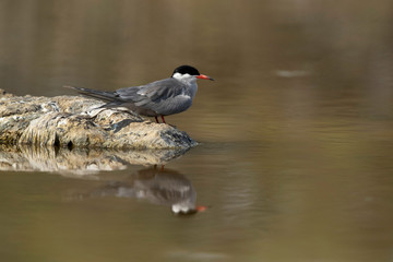 White-cheeked Tern at Asker marsh with reflection on water, Bahrain .