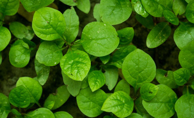 Beautiful picture of Malabar spinach.