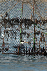 Greater Crested Terns trapped in fishing net at Busaiteen coast, Bahrain