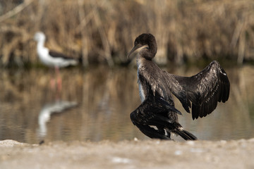 Socotra cormorant with damaged wing at Asker marsh, Bahrain