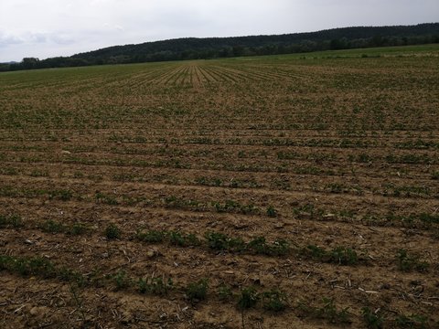 young   plant   PUMPKIN-FIELD