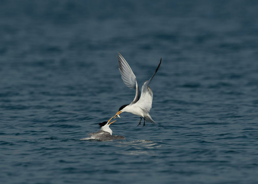 Lesser Crested Tern offering  a fish to his mate at Busaiteen coast, Bahrain