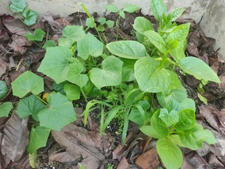 Few green colored small vegetable leaf planted in the middle of a wall on fresh soil