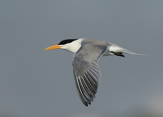 Lesser Crested Tern in flight at Busaiteen coast, Bahrain