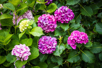 Beautiful pink hydrangeas in a flower garden. Varenna, Province of Lecco, Lombardy, Italy, Europe