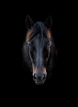Head portrait of a black horse with black background