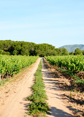 Fototapeta na wymiar path in vineyard