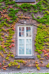 Fototapeta na wymiar Ivy around the windows, in a building of the complex Wawel Royal Castle. Cracow, Kraków County, Lesser Poland Voivodeship, Poland, Europe