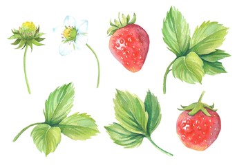 Watercolor strawberry collection on the white background. Strawberry leaves, flowers, berries.