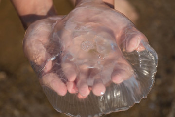 
female hands hold jellyfish close-up
