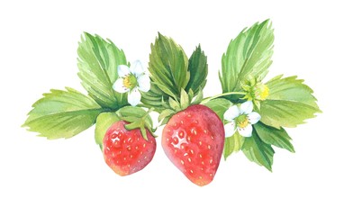 Watercolor strawberry bouquet on the white background. 
