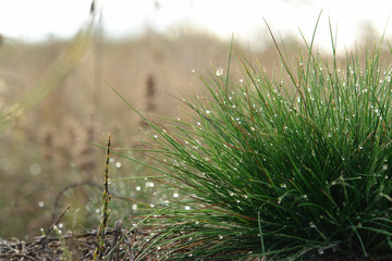 The clump of fine green grass Festuca ovina (sheep's or sheep fescue) with shining water drops. A...