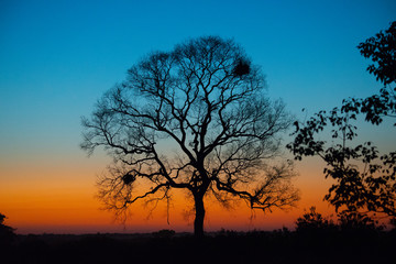 Fototapeta na wymiar Pantanal tree in a beautiful light 
