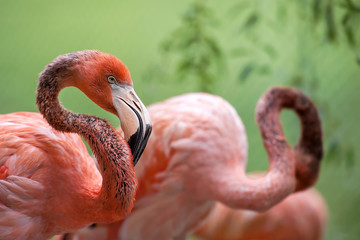 American flamingo (Phoenicopterus ruber) also known as the Caribbean flamingo inhabits North America. Adult big bird is relaxing enjoying the summertime. Green background