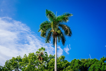 Royal palm tree, national symbol of Cuba. Plaza de Armas. La Habana - La Havana, Cuba, Latin...