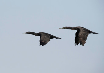 A pair of Socotra cormorants flying at Busaiteen coast, Bahrain