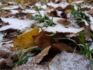 autumn leaves on the snow