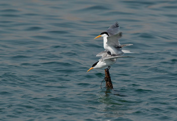 Lesser Crested Terns mating at Busaiteen coast of Bahrain