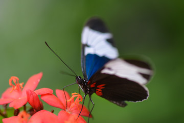 Butterfly close-up in nature during springtime	