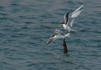 Lesser Crested Terns mating at Busaiteen coast, Bahrain