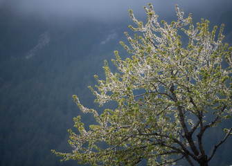 Tree in the mountains close-up.