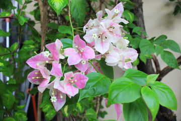 pink and white flowers