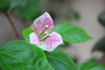 pink and white flowers