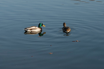 Duck and drake floating in a pond.