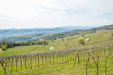 Vineyards on the hills of the Soave area near Verona in northern Italy, Soave is also a famous white italian wine.