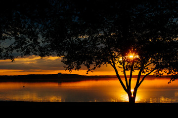 Beautiful sunset on the lake with a silhouette of a tree in the foreground
