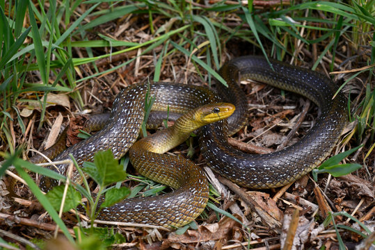 Aesculapian snake / Äskulapnatter (Zamenis longissimus), Odenwald, Hessen, Germany