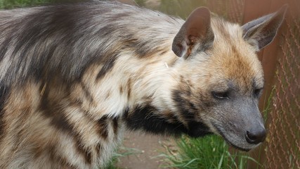 Hyena at the fence in the zoo aviary.