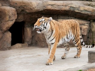  Tiger in the zoo aviary.