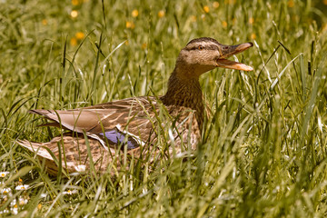 Mallard duck in the grass in warm light and with open beak
