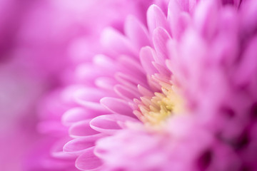 Beautiful chrysanthemum bud. Closeup macro photo