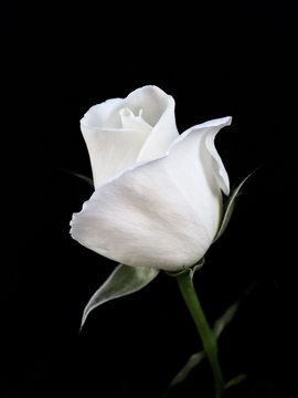 Isolated soft white rose on a black background