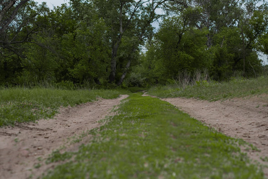 the low look of the unpaved countryside road with grass and trees leading to the forest shoeing the way inside of the center of the picture. Concept for countryside website background