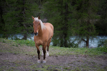 A horse grazes in the alpine meadows.
