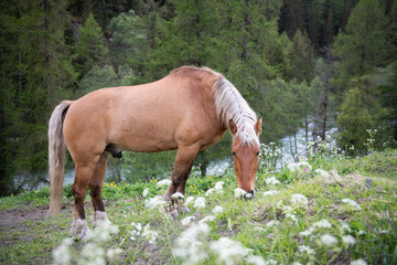 Obraz na płótnie Canvas A horse grazes in the alpine meadows.