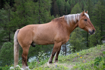 A horse grazes in the alpine meadows.