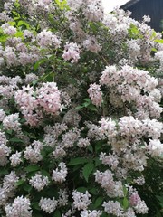 planting   BUSH   in  blooming