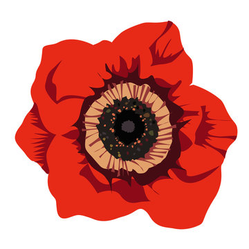Disegno grafico papavero rosso , fiore bello. Sfondo bianco.