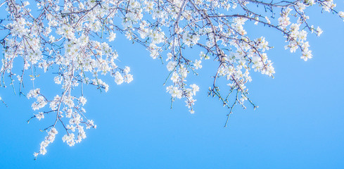 Flower spring background