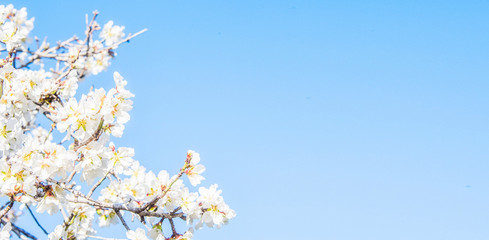 Flower spring background