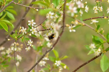 bumblebee on a cherry blossom, close up blurry background