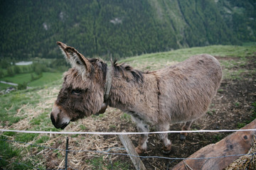 A group of donkeys graze in the Alpine meadows.