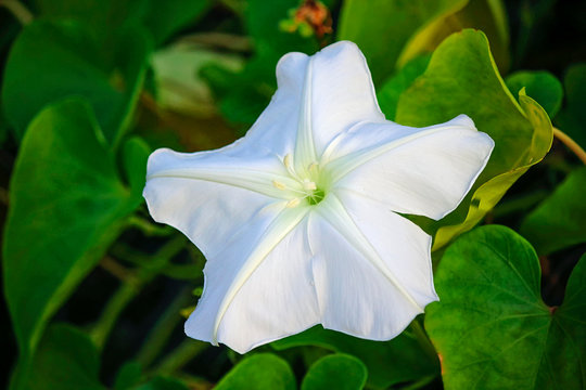 Ipomoea alba - Flor de la luna