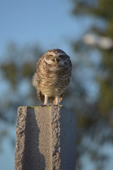 beautiful owl catched to a camera