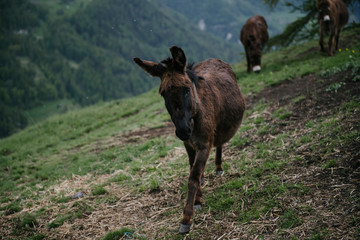 A group of donkeys graze in the Alpine meadows.